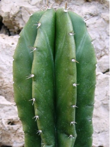 Ritterocereus_laevigatus